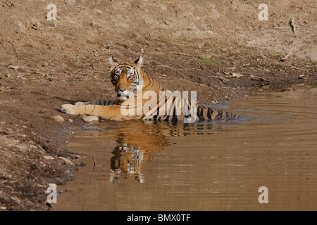 Un tigre du Bengale de refroidissement dans les étés à la Réserve de tigres de Ranthambore, le Rajasthan en Inde. (Panthera tigris) Banque D'Images