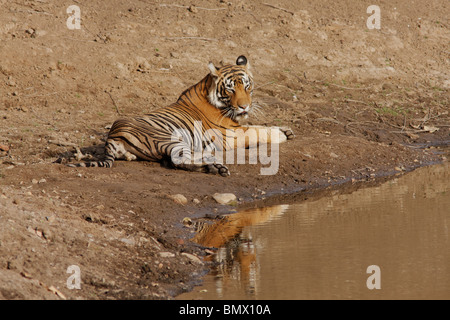 Un tigre du Bengale en appui sur le bord de l'eau dans la Réserve de tigres de Ranthambore étés au Rajasthan, Inde. (Panthera tigris) Banque D'Images