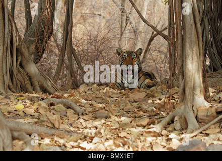 Tiger assis sous un arbre de banian ombre. Photo prise dans le Parc National de Ranthambhore, Inde Banque D'Images