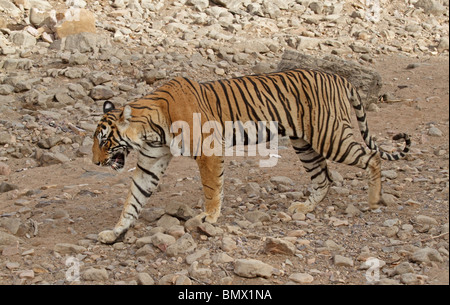 Tigre mâle marche dans un lit de rivière à sec à Ranthambhore National Park, Inde Banque D'Images