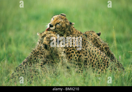 Le Guépard (Acinonyx jubatus) mère se lisser trois oursons dans la pluie, le Parc National de Serengeti, Tanzanie Banque D'Images