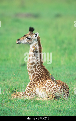 Le Masai Giraffe (Giraffa camelopardalis), les jeunes se reposer, Masai Mara, Kenya Réserve avec Oxpecker sur le cou. Banque D'Images
