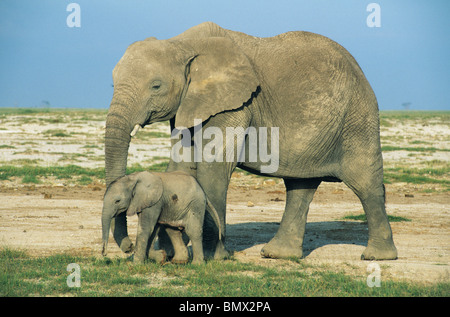 (Les éléphants d'Afrique, Loxodonta africana), le Parc national Amboseli, au Kenya. Banque D'Images