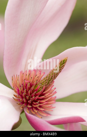 Parties florales de fleur de Magnolia sprengeri var diva Banque D'Images