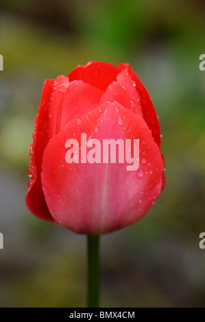 Gouttes de pluie sur la fleur tulipe rouge Banque D'Images