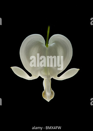 Bleeding Heart blanc Dicentra spectabilis Alba Banque D'Images