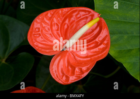 Fleur d'Anthurium andraeanum, Flamingo, avec son plissé spadice rouge Banque D'Images