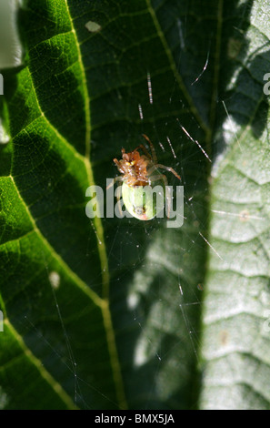 Green Spider vert Concombre ou Orb Weaver Araniella cucurbitina, Spider, Araneidae (dessous). Aka Gourd ou citrouille araignée. Banque D'Images