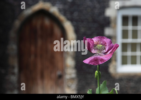 Coquelicot, Musée de Canterbury dans la chambre de Lambin construire en 1180, l'hôpital plus tard de pauvres prêtres fondée en 1200, Canterbury Kent Banque D'Images