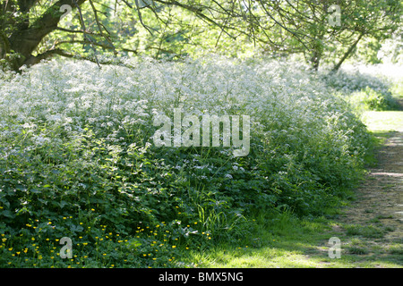 Cow Parsley, Anthriscus sylvestris, Apiaceae Banque D'Images