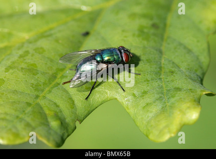 Ou vert bouteille Greenbottle, mouche Lucilia caesar, Diptères Calliphoridae, Banque D'Images