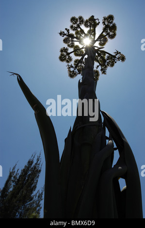 Agave americana (maguey) en fleur au Mexique Banque D'Images