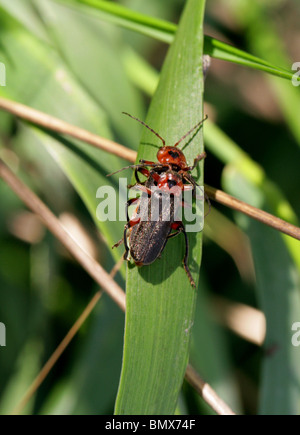 Soldat d'accouplement ou Leatherwing (Coléoptères, Cantharis rustica), Cantharidae, Coleoptera. Banque D'Images