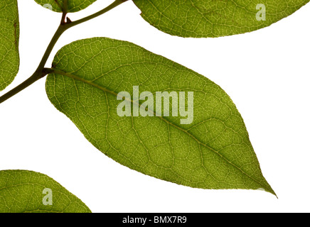 Les feuilles des plantes vertes sur une branche, fond blanc Banque D'Images