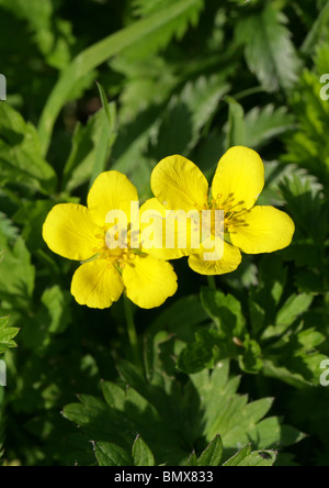 L'herbe, de l'Oie Sauvage ou Silverweed tanaisie, Potentilla anserina, Rosaceae Banque D'Images