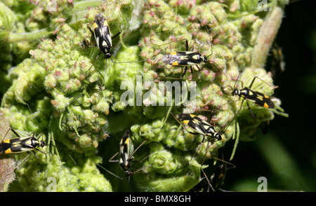 Ou capside, Grypocoris stysi Myrid Bug, Miridae, Heteroptera, Hémiptères. Aussi connu comme Calocoris stysi. Banque D'Images