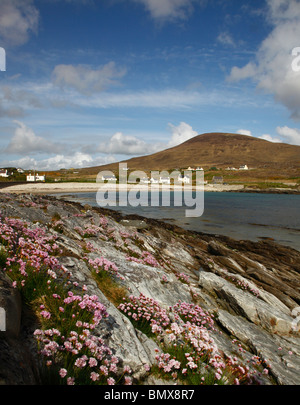 Dooega bay et plage avec Knockmore Mountain et de premier plan de l'économie de l'île Achill,fleurs,ouest de l'Irlande, l'Irlande. Banque D'Images