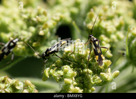 Ou capside, Grypocoris stysi Myrid Bug, Miridae, Heteroptera, Hémiptères. Aussi connu comme Calocoris stysi. Banque D'Images