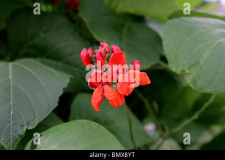 Fleur rouge sur une usine de haricot Banque D'Images