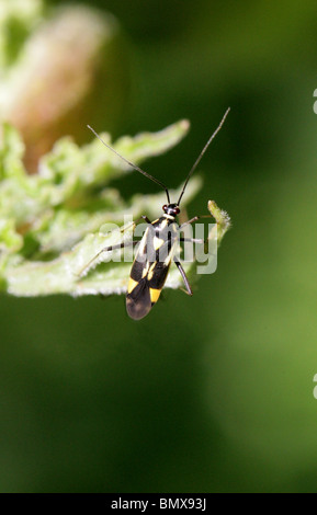 Ou capside, Grypocoris stysi Myrid Bug, Miridae, Heteroptera, Hémiptères. Aussi connu comme Calocoris stysi. Banque D'Images