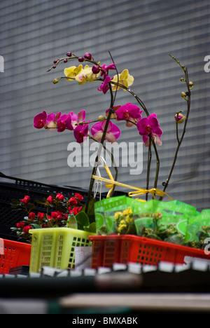 À Hong Kong, Chine, l'espace est un luxe, donc voir une orchidée poussant sur le toit d'une échoppe de marché en Europe centrale n'est pas rare. Banque D'Images