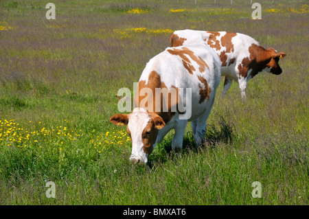 Un couple de brun et blanc vaches paissent dans un champ de renoncules. Banque D'Images