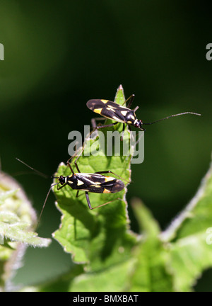Ou capside, Grypocoris stysi Myrid Bug, Miridae, Heteroptera, Hémiptères. Aussi connu comme Calocoris stysi. Banque D'Images