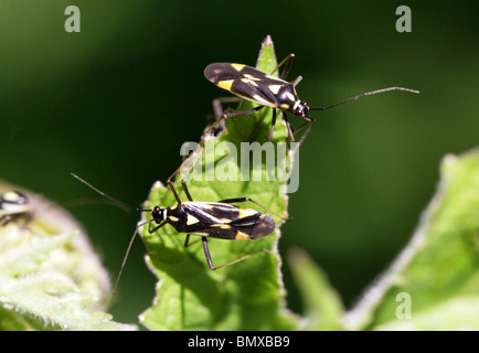 Ou capside, Grypocoris stysi Myrid Bug, Miridae, Heteroptera, Hémiptères. Aussi connu comme Calocoris stysi. Banque D'Images