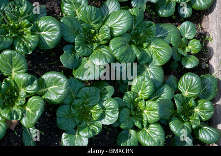 Tatsoi greens asiatiques a également appelé les épinards, la moutarde moutarde cuillère ou rosette le bok choy Nom scientifique : brassica rapa rosularis Banque D'Images