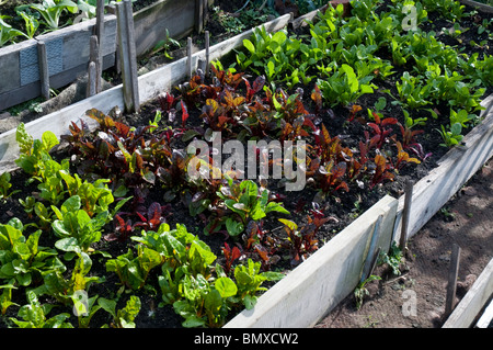 Différentes variétés de bettes a également appelé l'argent de la betterave en un lit de jardin Banque D'Images