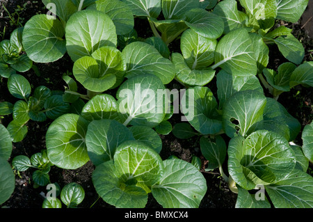 Tatsoi greens asiatiques a également appelé les épinards, la moutarde moutarde cuillère ou rosette le bok choy Nom scientifique : brassica rapa rosularis Banque D'Images