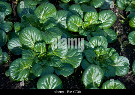 Tatsoi greens asiatiques a également appelé les épinards, la moutarde moutarde cuillère ou rosette le bok choy Nom scientifique : brassica rapa rosularis Banque D'Images