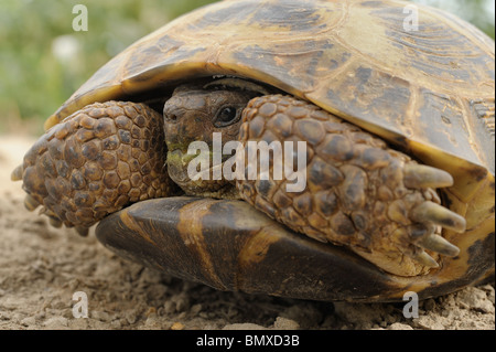 Tortue russe Banque D'Images