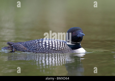 Plongeon huard Banque D'Images