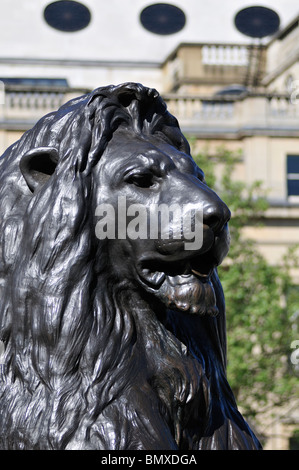 L'une des quatre statues de lion à la base de Nelsons column, Trafalgar Square, London, United Kingdom Banque D'Images