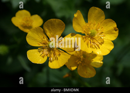 Meadow Ranunculus acris prises à Ynys hir-réserve RSPB, au Pays de Galles Banque D'Images