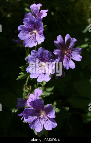 Géranium sanguin pourpre Geranium sp prises à Ynys hir-réserve RSPB, au Pays de Galles Banque D'Images