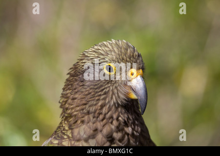 Kea, Nestor notabilis Banque D'Images