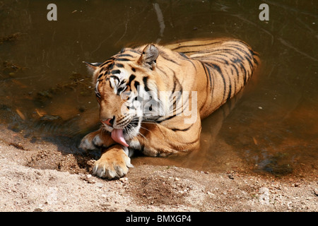 Un jeune tigre mâle de lécher sa patte dans un trou d'eau dans Kanha National Park, Inde Banque D'Images