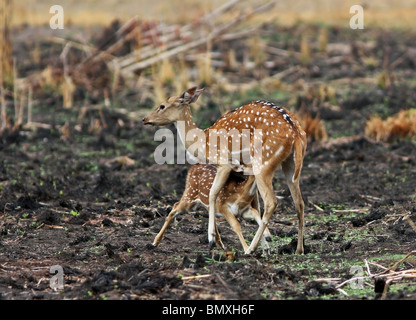 Spotted Deer mère nourrir son faon dans Bandhavgarh National Park, Inde Banque D'Images