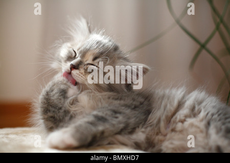 British Longhair, Highlander, Lowlander (Felis silvestris catus), f. de lécher sa patte chaton Banque D'Images