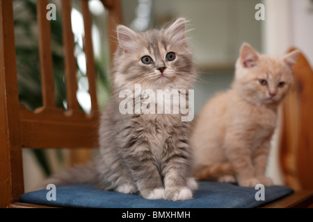 Chat domestique, le chat domestique (Felis silvestris catus. f), deux jeunes animaux, un British Longhair (Highlander, Lowlander) et une interface BRI Banque D'Images