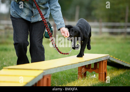 Labrador Retriever (Canis lupus f. familiaris), noir mettent bas formés pour marcher sur une passerelle en bois Banque D'Images