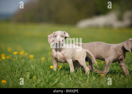 Braque (Canis lupus f. familiaris), deux petits dans une prairie pissenlit Banque D'Images