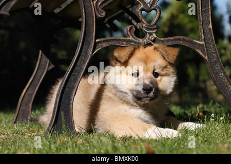 Chien de Berger islandais (Canis lupus f. familiaris), dragonnet allongé dans l'herbe sous un banc de jardin en fonte Banque D'Images