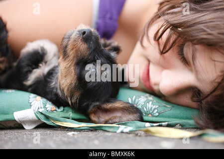 Teckel à poil dur, chien saucisse à poil dur, chien domestique (Canis lupus f. familiaris), 6 semaines miniature à poil sau Banque D'Images