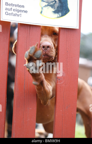 Le hongrois à poil court (Chien Canis lupus f. familiaris), à travers le jardin clôture avec une patte sous un signe Attention Banque D'Images