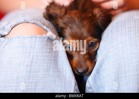 Teckel à poil long, poil long chien saucisse, chien domestique (Canis lupus f. familiaris), 6 semaines @ (miniature à poil long Banque D'Images