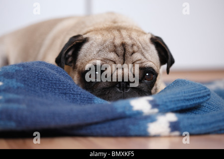 Le PUG (Canis lupus f. familiaris), allongé sur un pull-over sur parquet Banque D'Images