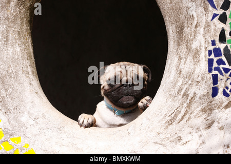 Le PUG (Canis lupus f. familiaris), regarder par une fenêtre ronde dans un mur de béton parsemée de pierres de la mosaïque colorée Banque D'Images